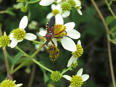 Apiomerus flaviventris