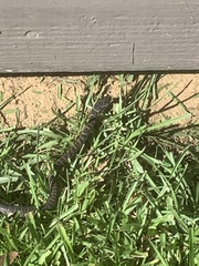 Coluber constrictor priapus