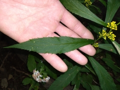Solidago curtisii
