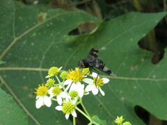 Exoprosopa dorcadion