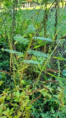 Chamaecrista fasciculata