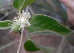 Croton ciliatoglandulifer