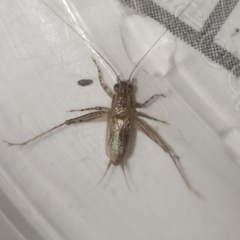 Anaxipha fultoni