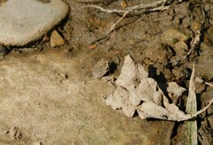 Gelastocoris oculatus