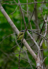 Oncostoma cinereigulare