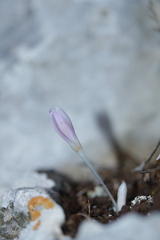 Colchicum pusillum