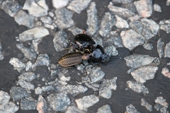 Carabus granulatus