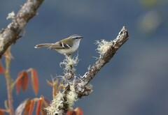 Mecocerculus stictopterus