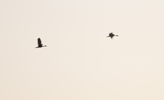 Dendrocygna javanica