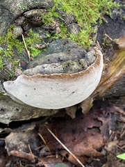 Phellinus tremulae