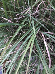 Miscanthus sinensis