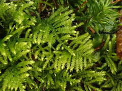 Hyocomium armoricum