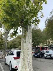 Platanus