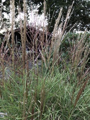 Miscanthus sinensis