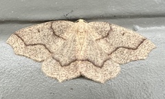 Lambdina fiscellaria