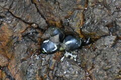 Echinolittorina peruviana