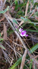 Lespedeza procumbens