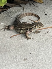 Leiocephalus carinatus