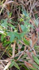 Lespedeza procumbens