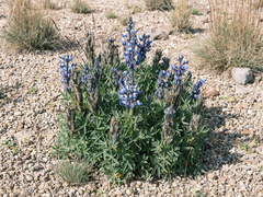 Lupinus montanus