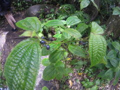 Miconia crenata