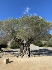Olea