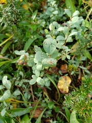 Vaccinium uliginosum