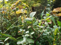 Vaccinium uliginosum