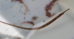 Syngnathus acus