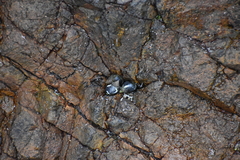 Echinolittorina peruviana