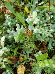 Phyllodoce empetriformis