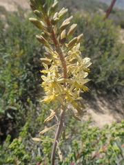 Bulbine praemorsa