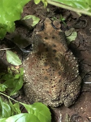 Duttaphrynus melanostictus
