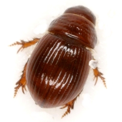 Geopsammodius