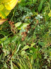 Phyllodoce empetriformis