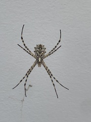 Argiope lobata