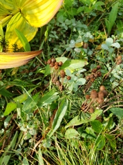 Phyllodoce empetriformis