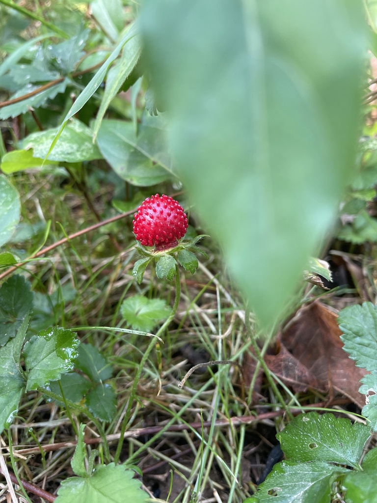 Mock Strawberry (Indian Strawberry) — research-grade photo via iNaturalist
