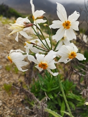 Leucocoryne coronata