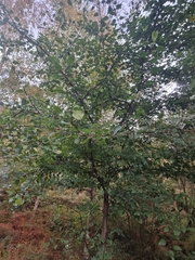 Pyrus cordata