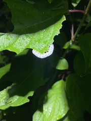 Macremphytus tarsatus