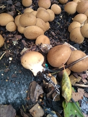 Apioperdon pyriforme