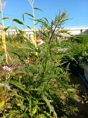 Urtica cannabina