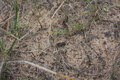 Coelioxys rufitarsis