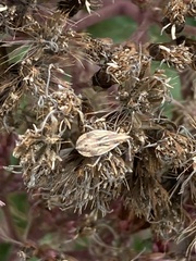 Harmostes fraterculus