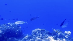 Caranx sexfasciatus