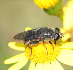Asemosyrphus mexicanus