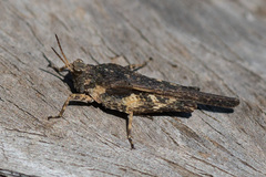 Tetrix subulata