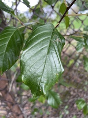 Alnus serrulata