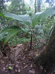 Verschaffeltia splendida